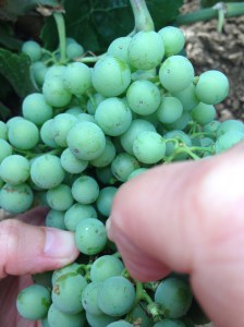 Moth egg, next to the thumb