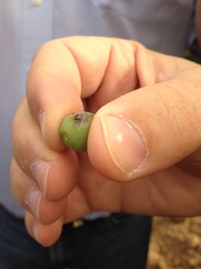 Moth caterpiller emerging from grape.