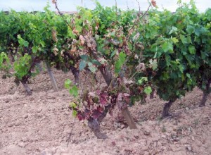 Vine affected by Yesca.